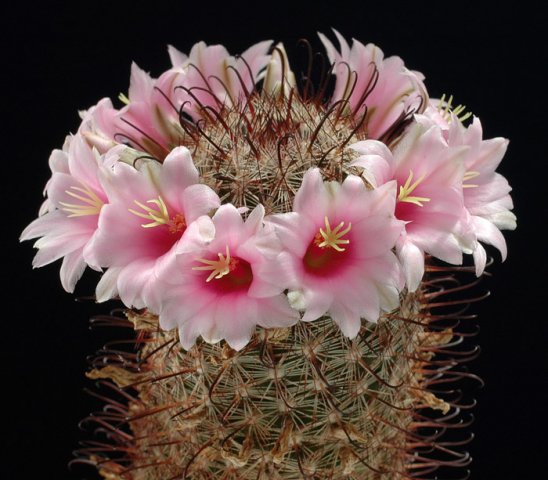 Mammillaria_microcarpa